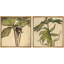 Ensemble de 2 reproductions d'art sur toile rétro encadrées de plantes botaniques-123400191-123400188