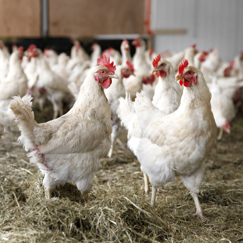 Chickens Walking Around by Ahavelaar - Wrapped Canvas Print, 91cm H x 91cm W
