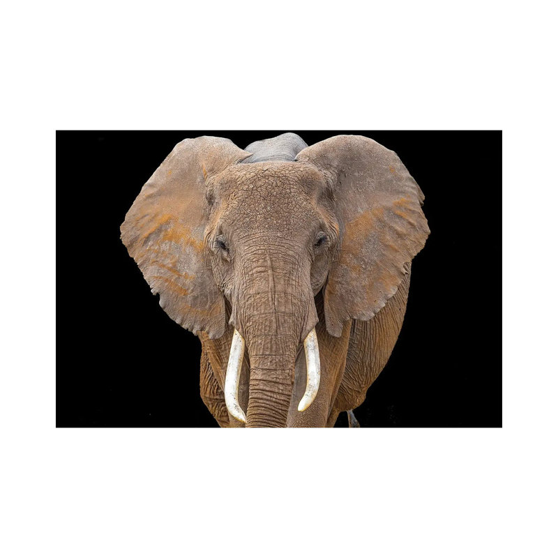 Vanishing Breed? by Jeffrey C. Sink - Wrapped Canvas Print, 20.32 cm H x 30.48 cm W