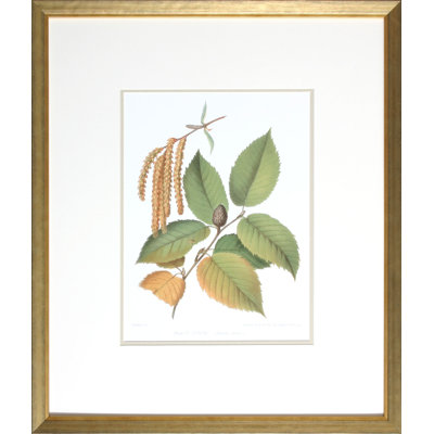 Antique Black Birch Print by Sprague