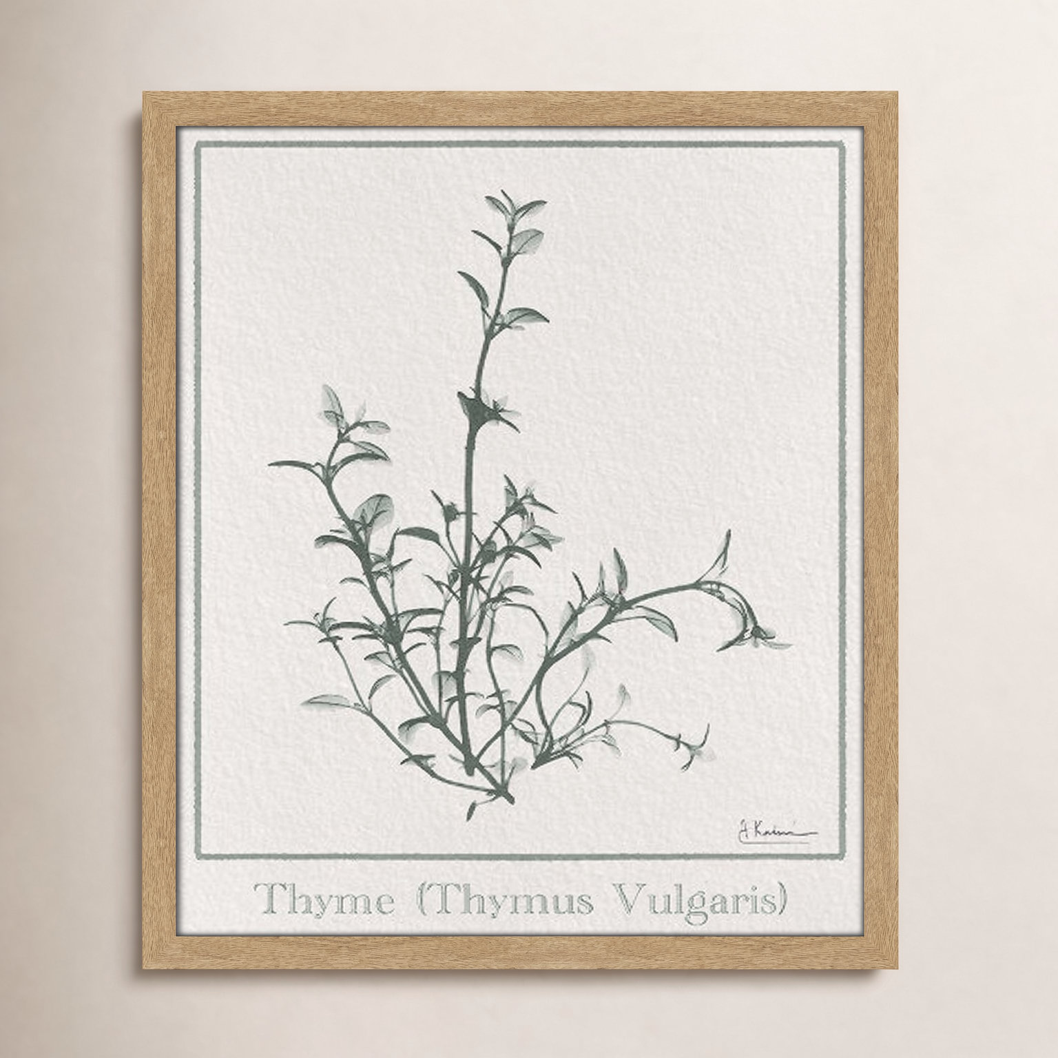 Thymus Vulgaris Framed On Paper by Albert Koetsier Print, 19" H x 16" W x 1.25" D, Natural Framed Paper