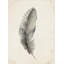 Charcoal Feathers III Print by Beverly Fuller-26941270-26941275