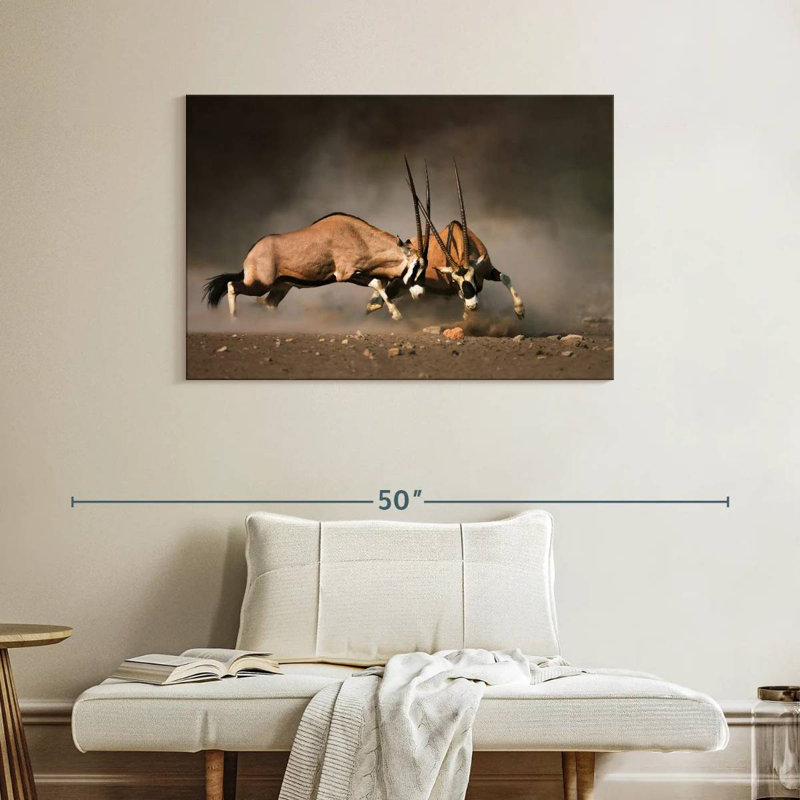 Duel Gemsboks