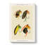 Trout & Bass Fishing Flies by Mary Orvis Marbury - Wrapped Canvas Painting-55301890