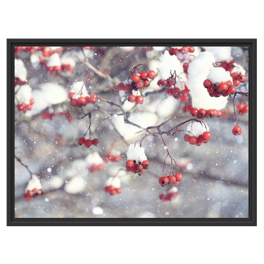 Gerahmtes Wandbild Vogelbeeren mit Schnee bedeckt