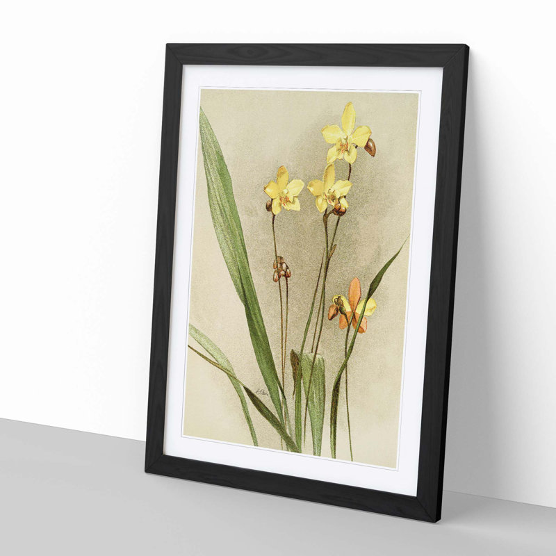Magnolia Flowers Illustration Tab. 88 by Frederick Sander - Picture Frame Painting Print, 76cm H x 50cm W x 2cm D, Black