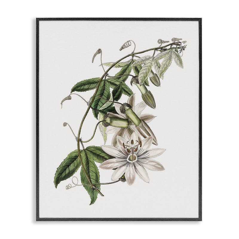 Giclée encadrée de plante de lys rétro, design par CAD Designs, H 14 po x l 11 po, Giclée encadrée noir minuit