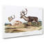 Caribou by J.W. Audubon - Wrapped Canvas-55316670