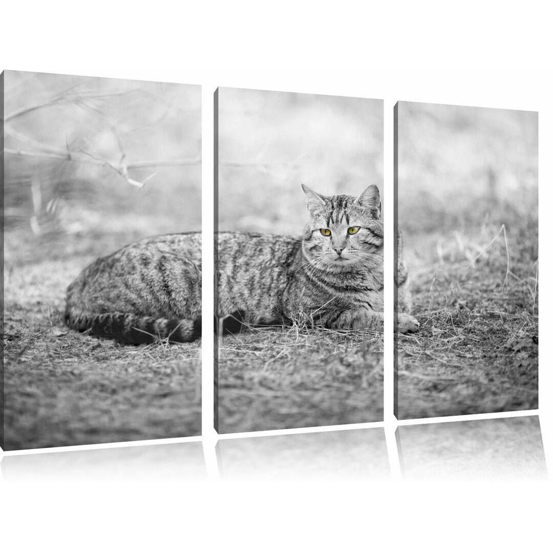 3-tlg. Leinwandbilder-Set „Ruhende Katze auf Waldboden“, Fotodruck