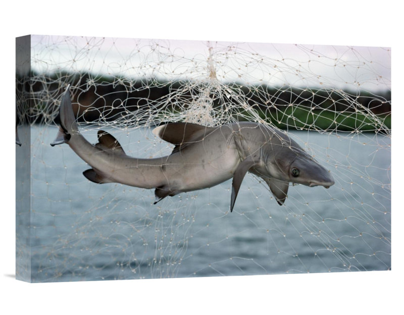 " Illegal Gillnet Fishing ", 12" H x 18" W, Wrapped Canvas
