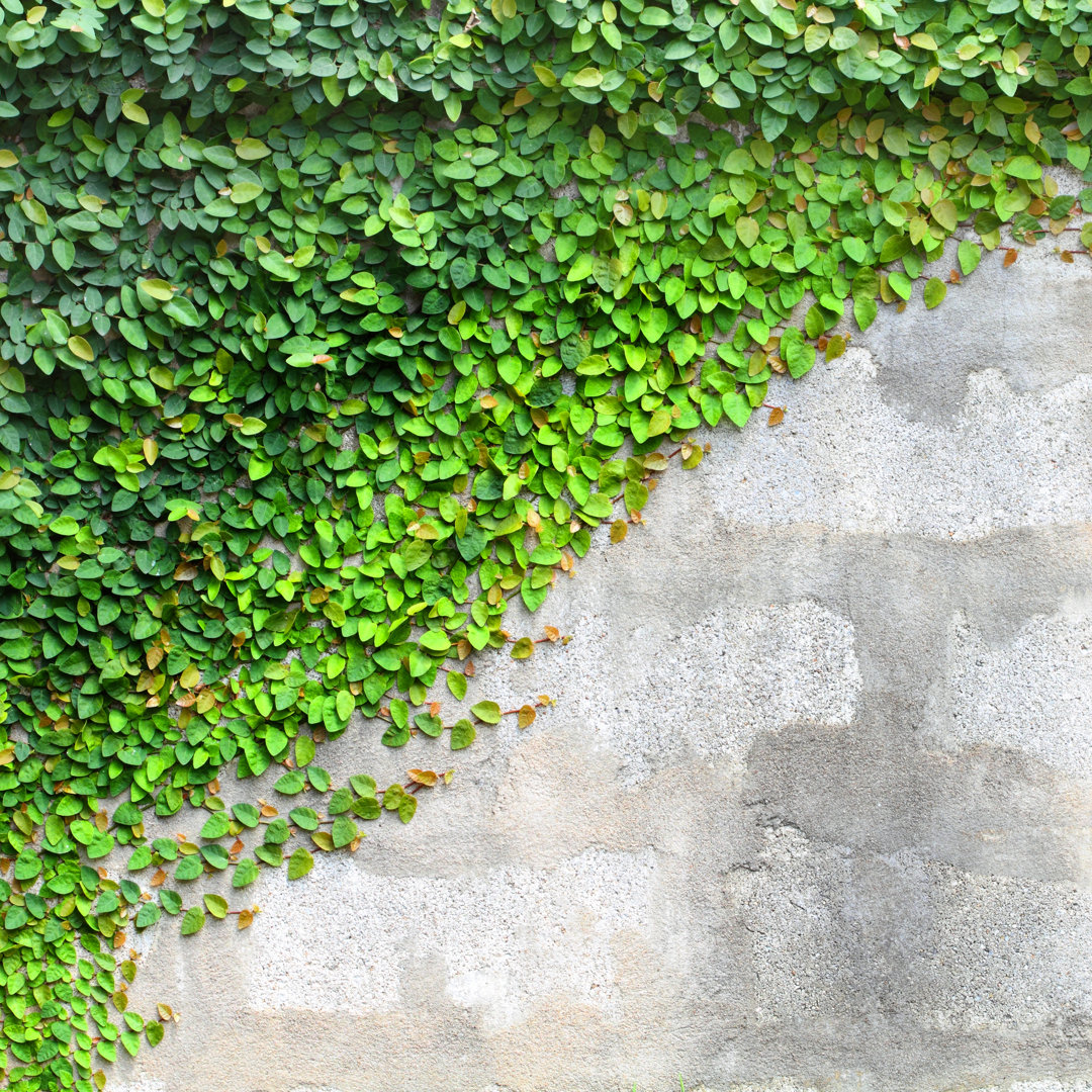 Leinwandbild The Green Creeper Plant