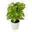 Plante artificielle 9 po en pot