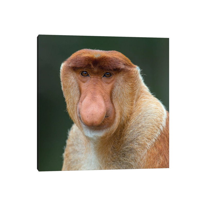 Proboscis Monkey Male Portrait Borneo by Mogens Trolle - Wrapped Canvas Print, 45.72 cm H x 45.72 cm W x 1.91 cm D