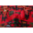 Rizbaft Red Rug 3'5" x 5'9"