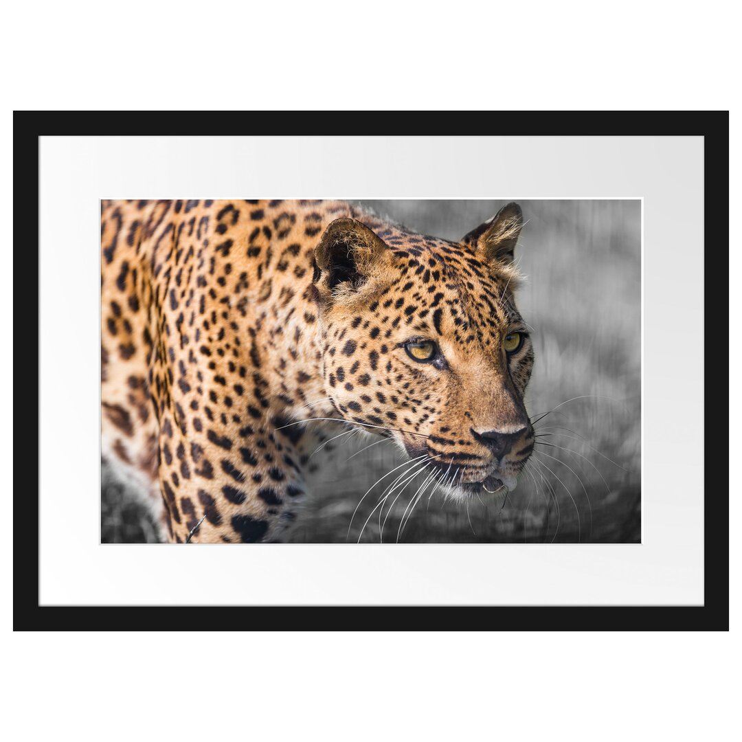 Gerahmtes Poster Schleichender Leopard