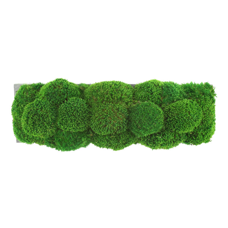 Nature's Nostalgia Moss Plant in Fiberstone Planter, Gray, 8'' H x 19'' W x 8'' D