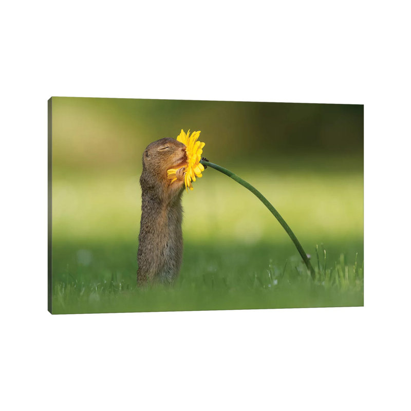 Smells Like Summer by Dick Van Duijn - Wrapped Canvas Print, 20.32 cm H x 30.48 cm W