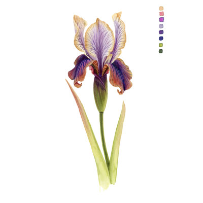 " Rainbow Iris II " by Grace Popp Painting Print