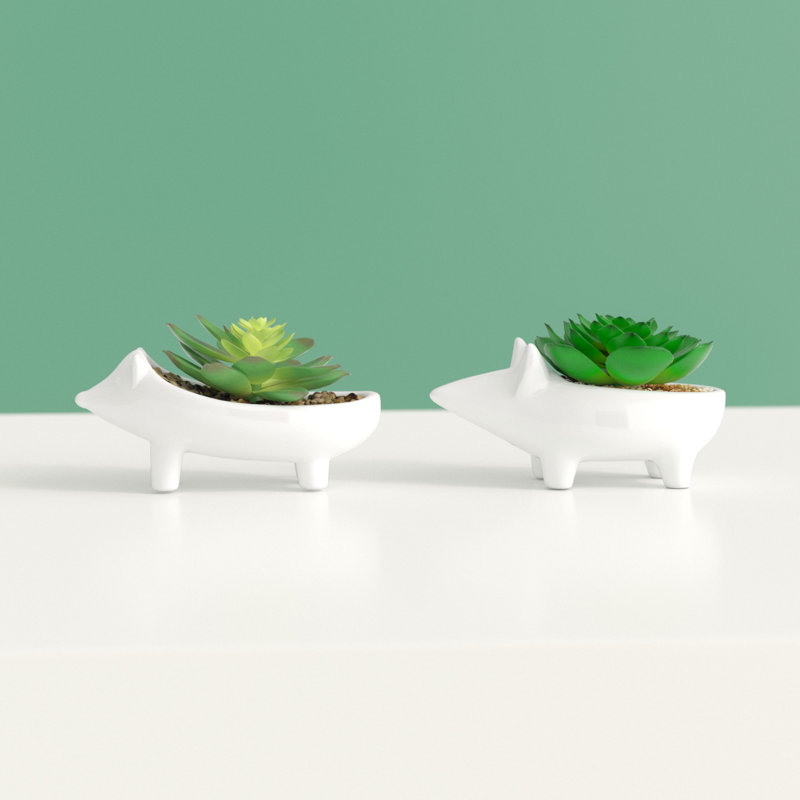 2 pièces plante grasse hérisson en pot