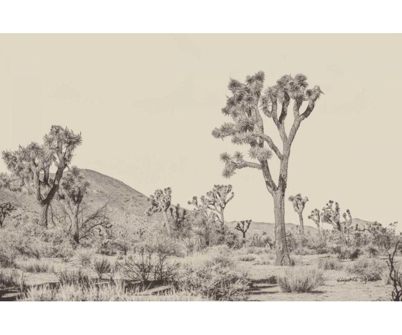 «Red Barrel Studio® Urquhart, Elizabeth Gallery, art sur toile tendue: Arbre de Josué II neutre