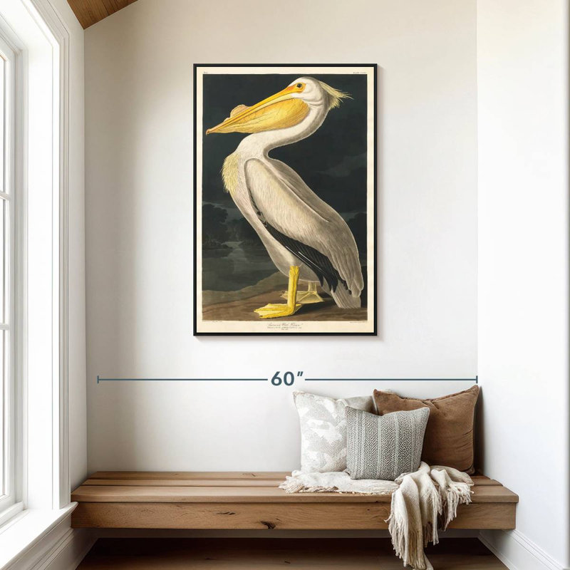 Pélican d'Amérique des oiseaux d'Amérique, Cadre flottant noir, 29 po x 43 po