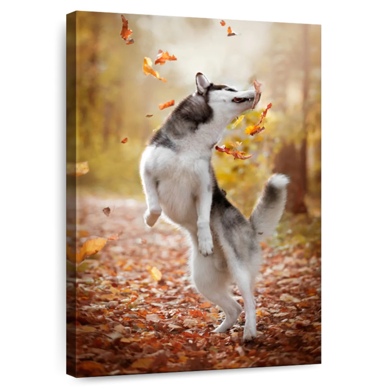 Brampt Autumn Husky Playing, 30" H x 20" W