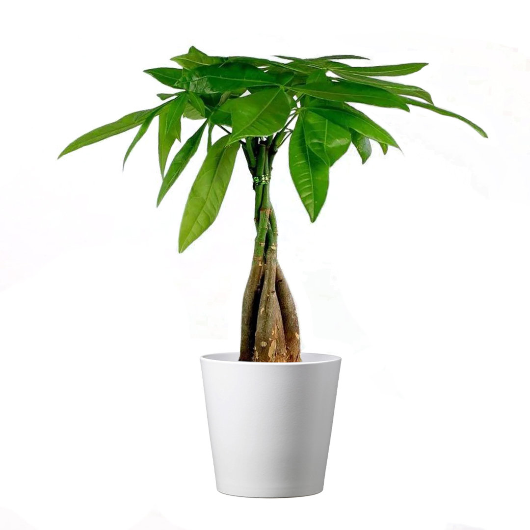 Pet Friendly American Plant Exchange Live Money Tree Bonsai Plant, 4-Inch Pot, Stylish Pot Cover Included,  Perfect for Home & Office American Plant Exchange