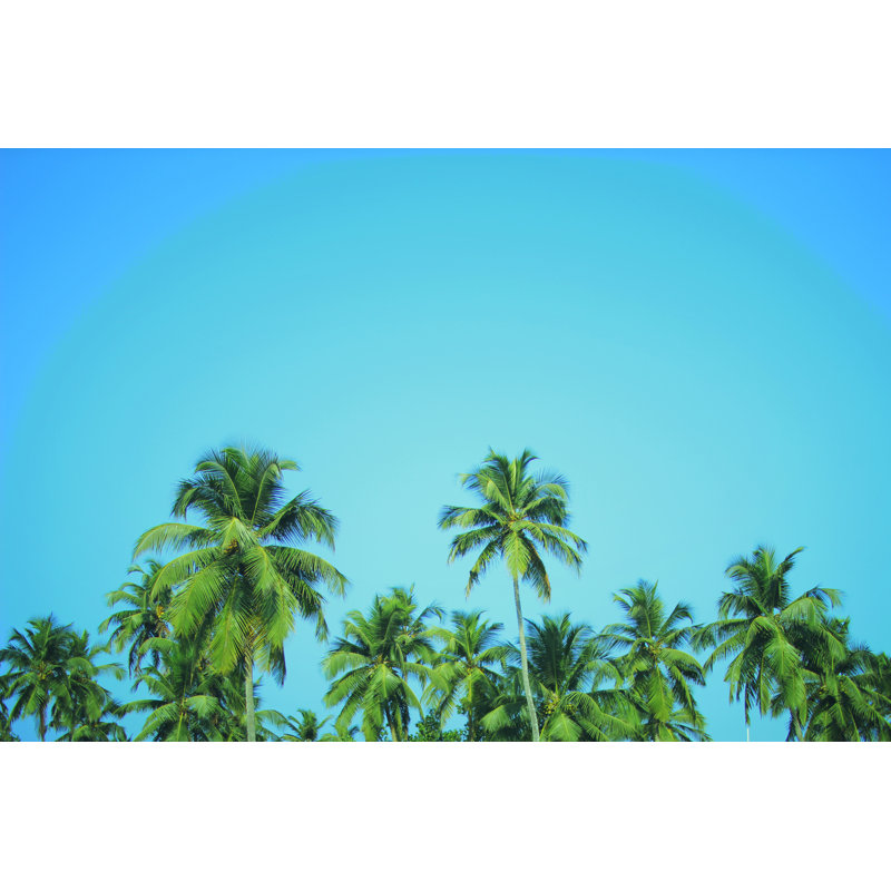 Coconut Palm Trees by Thedafkish - Wrapped Canvas Print, 30cm H x 46cm W x 3.8cm D