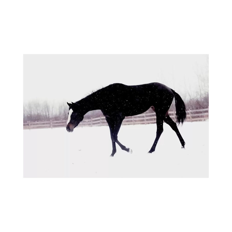 Black Horse In The Snow by Chelsea Victoria - Wrapped Canvas Print, 20.32 cm H x 30.48 cm W