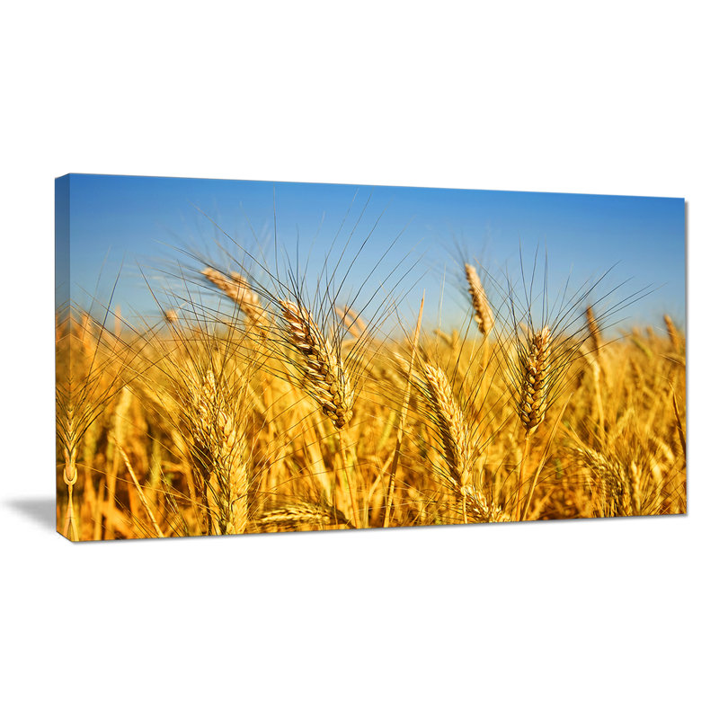Bright Golden Wheat Field - reproduction de photo sur toile tendue, H 16 po x l 32 po