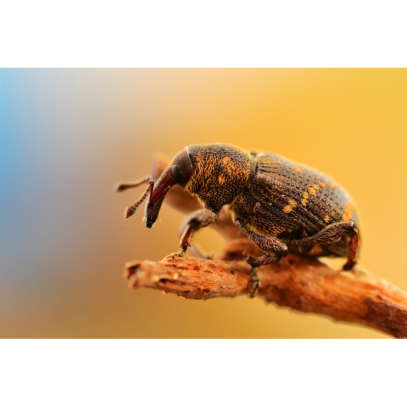 Dalhart Hylobius Abietis - Wrapped Canvas Print, 30cm H x 46cm W x 3.8cm D