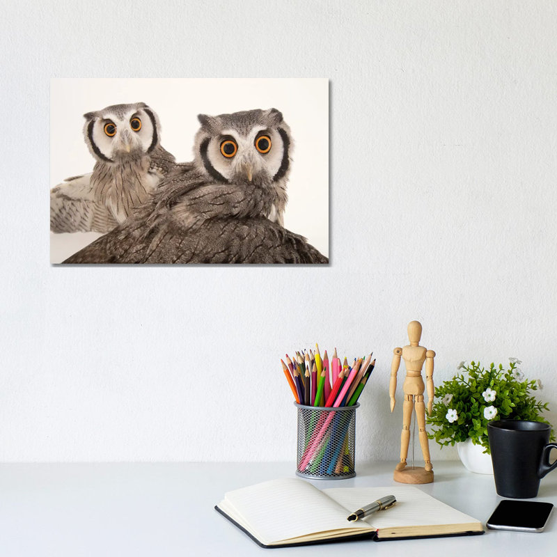 Northern White-Faced Owls Named Gizmo And Dobby, At The Cincinnati Zoo by Joel Sartore - Wrapped Canvas Gallery-Wrapped Canvas Giclée