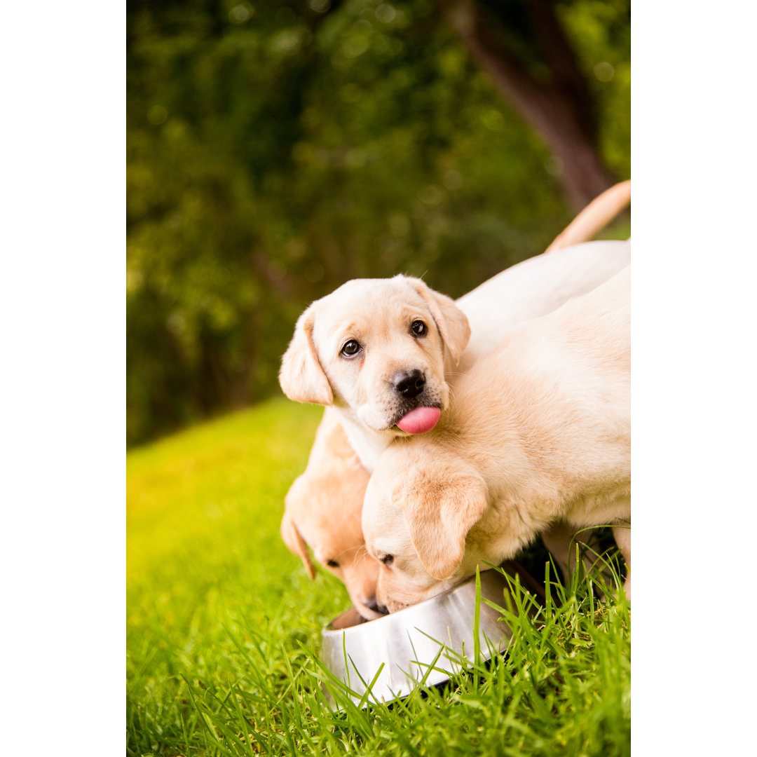 Puppies Eating From Dog Bowl von Wundervisuals - Kunstdrucke auf Leinwand ohne Rahmen