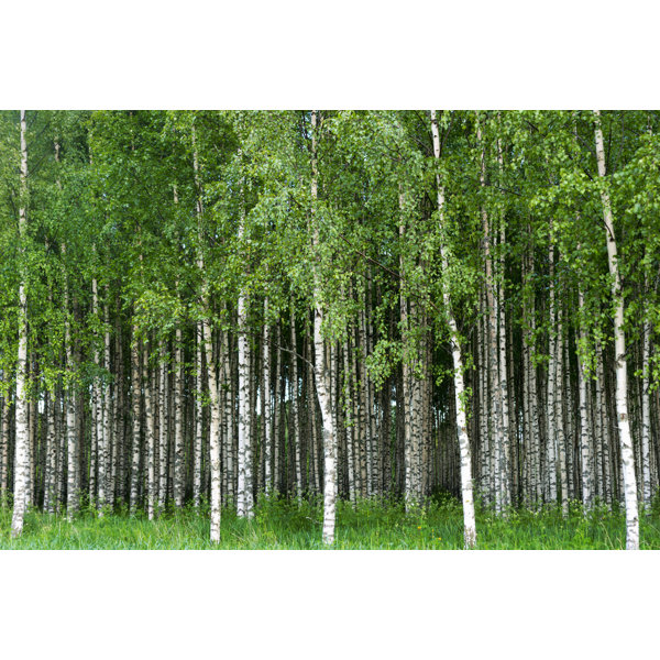Millwood Pines Birch Trees On Canvas Print - Wayfair Canada