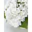 Véritable hydrangée dans un vase-1721809809