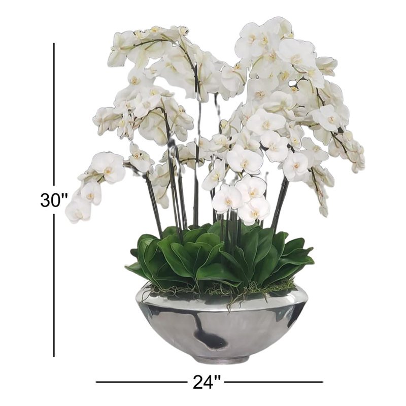 Orchid Arrangement in Planter, White