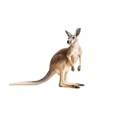 «Red Kangaroo on White» par Bradleyblackburn - photographie sur toile tendue