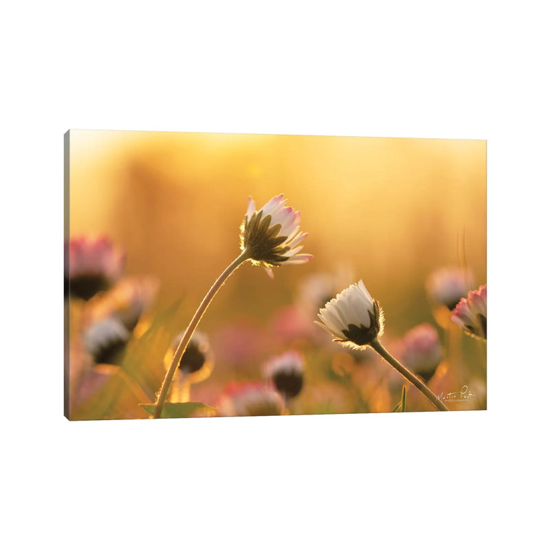Daisies 1 Piece Wrapped Canvas Wall Art, 20.32 cm H x 30.48 cm W