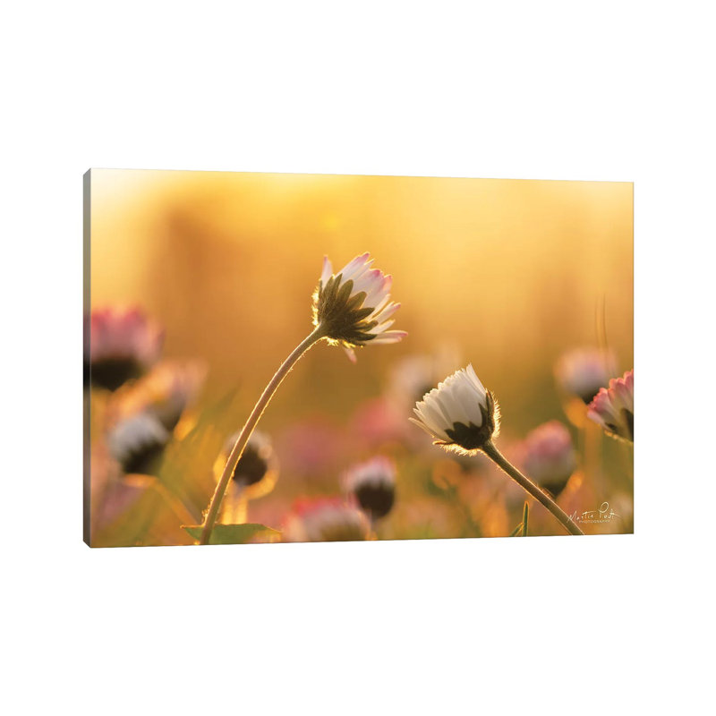 Daisies by Martin Podt - Wrapped Canvas Print, 66.04 cm H x 45.72 cm W x 3.175 cm D