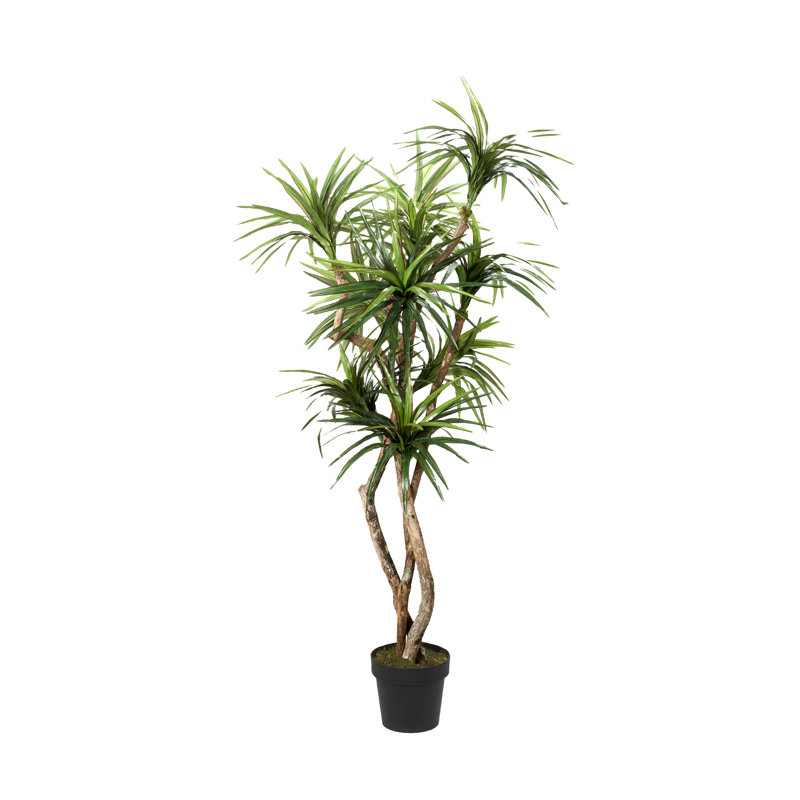 7' Dracaena Tree in Black Nursery Pot