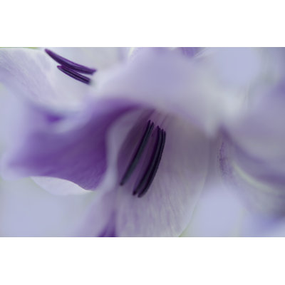 A Gift In Purple III by Gillian Hunt - Wrapped Canvas Print