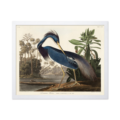 John James Audubon - héron de Louisiane