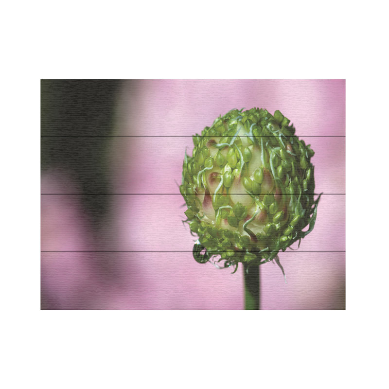 Kurt Shaffer Garlic Seed Head Study On Pink Wood Slat Art, H 18 po x l 22 po