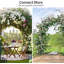 267cm H x 50cm W Metal Arched-1813172132