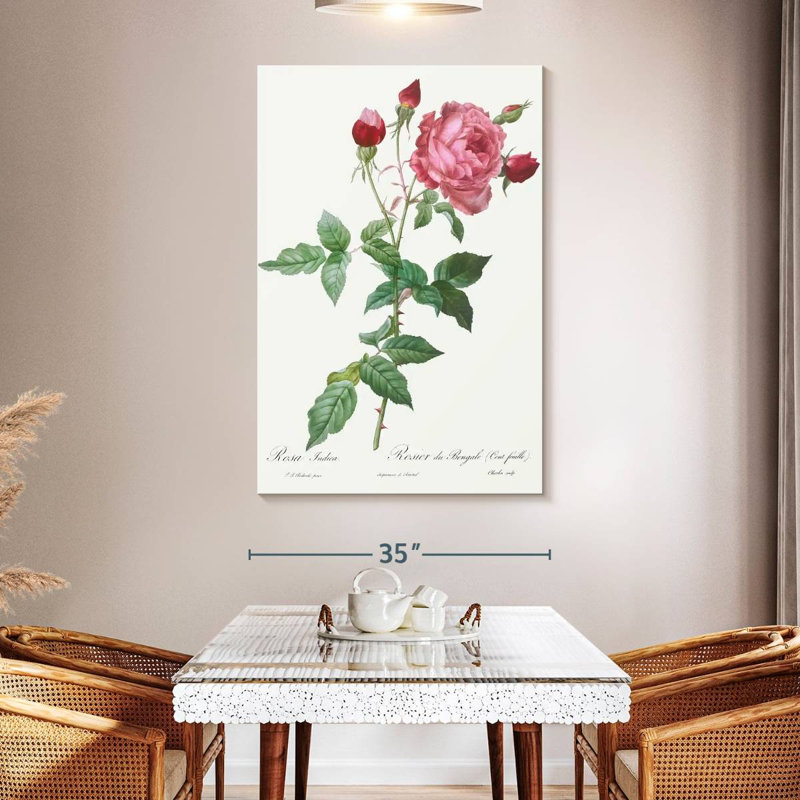 Provence Rose Rosa Indica de Les Roses, H 51 po x l 34 po