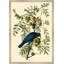 American Crow Framed Print