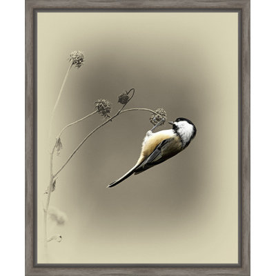 " Black Capped Chickadee II "