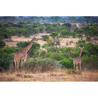 Girafe par Stanislavbeloglazov - Photographie sur toile tendue