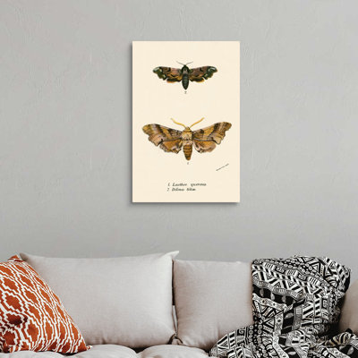 Papillons par English School - reproduction sur toile