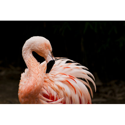 Flamant rose par Legna69